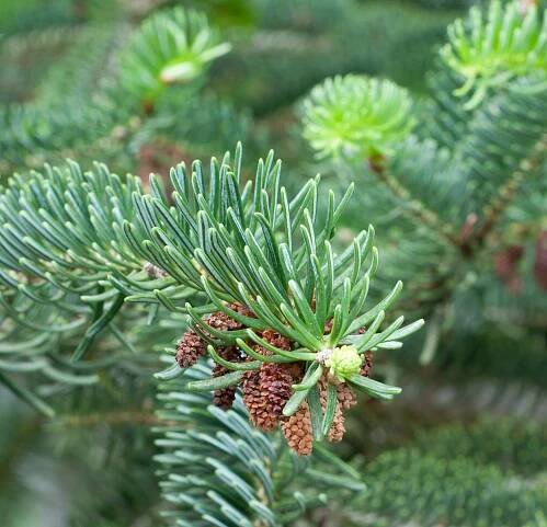 Jedle řecká, jehlice a samčí šištice, v botanické zahradě Balchik Botanical Garden v Bulharsku.