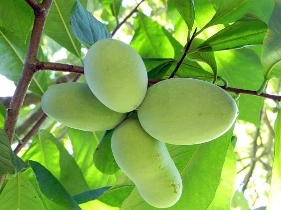 1_pawpaw