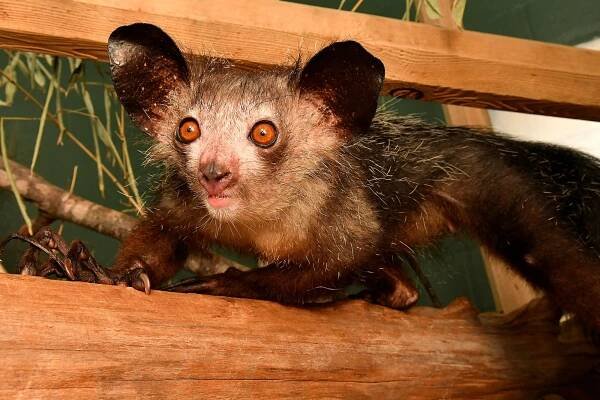 A primate called an aye-aye, which possess small “pseudothumbs” complete with their own fingerprint.