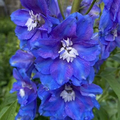 What's in Bloom — Magnolia Plantation & Gardens