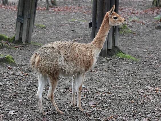 V děčínské zoo se narodilo mládě lamy vikuně. Podařilo se to po pěti letech
