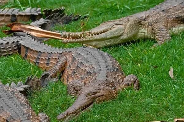 Slaní a sladkovodní krokodýli v divočině. Mocní Apex Predators z Austrálie. Aligátor, Nebezpečí. Queensland Australia. Predátor. Detailní a dynamické portréty divokých krokodýlů. Útočiště. Severní teritorium. Cairns. Queensland. Daintree — Stock obrázek