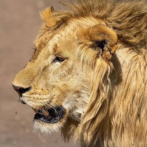bezplatná Základová fotografie zdarma na téma africký lev, Afrika, detail Základová fotografie
