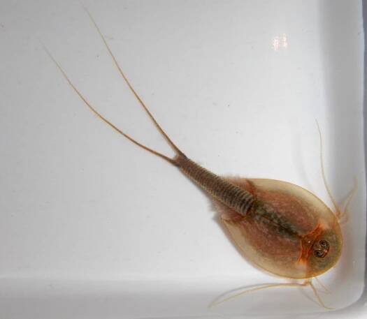 Obrázek - Triops longicaudatus (listonoh americký) | BioLib.cz