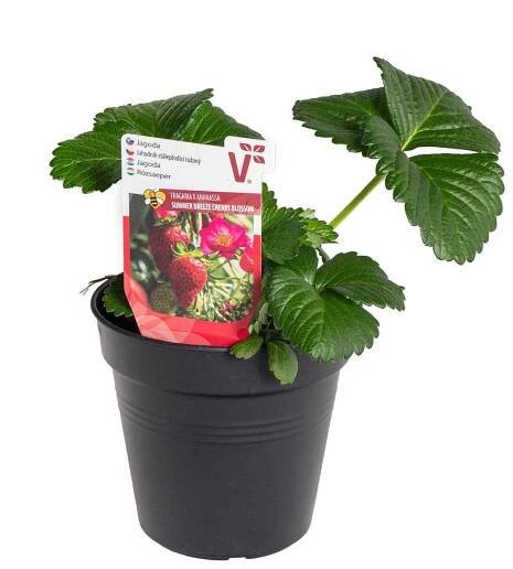 Jahodník stáleplodící, Fragaria Summer Breeze Cherry Blossom, průměr květináče 10 cm | ZAZUMi.cz