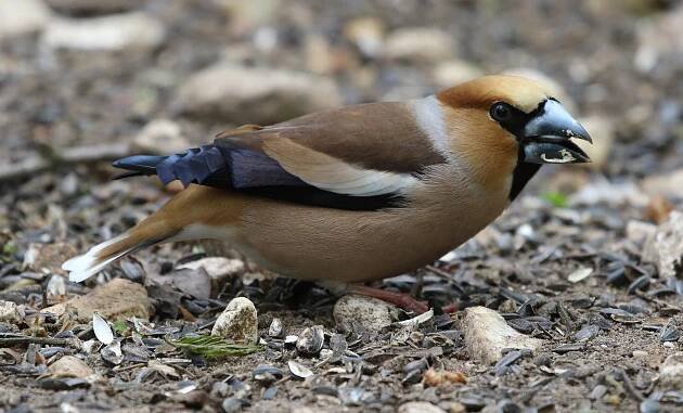 Ashley Banwell's Birding | Bird Photography and Images