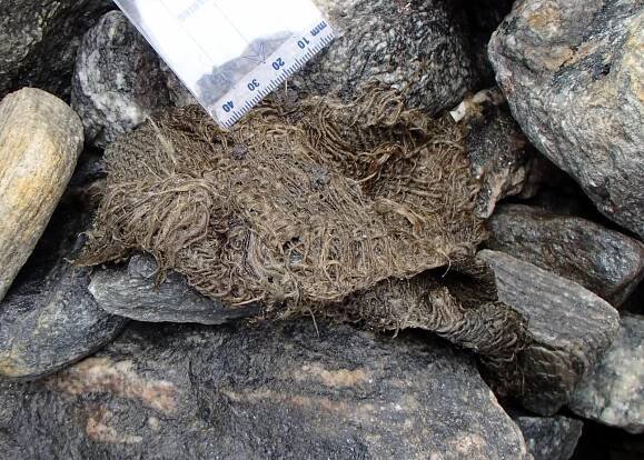 Poorly preserved piece of textile, which has started to come apart.