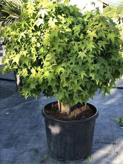 Ambrovník styraxový ´Gum Ball´, Liquidambar styraciflua´Gum Ball´,kont.70l