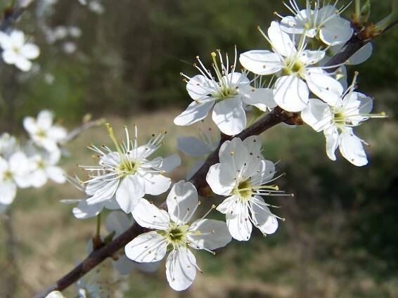 Obrázek - Prunus spinosa (trnka obecná) | BioLib.cz