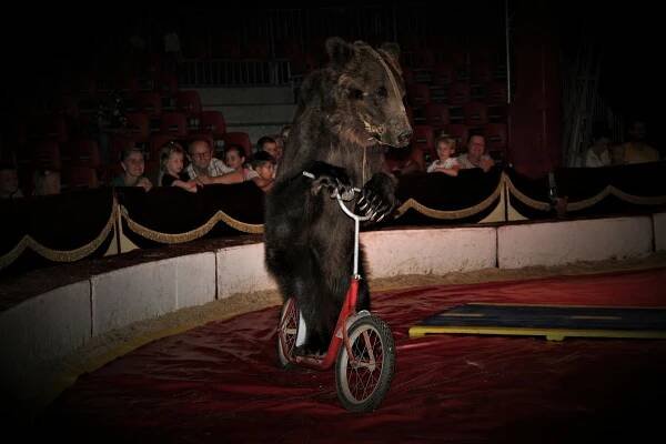 Cirkus Humberto je na Ostravsku. Musí čelit pandemii i aktivistům, ale neuhne