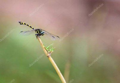 Stáhnout - Zlatý kroužkovaný dragonfly je pozoruhodný exemplář s protáhlé černé a žluté pruhované břicho. Tento druh je široce rozšířená, ale tyto byly fotografoval poblíž Bangalore Indie. — Stock obrázek