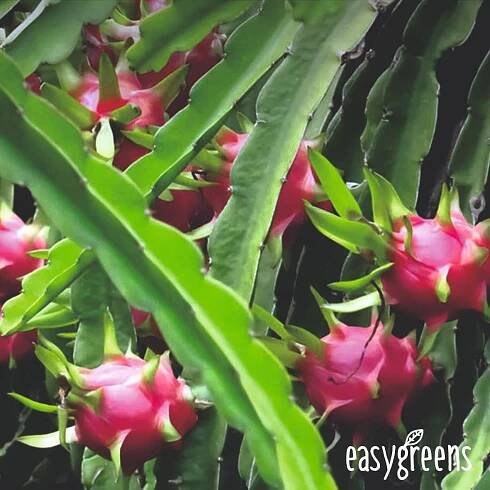 Semena Pitahaya (Hylocereus undatus) 20 ks