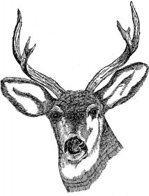Bezplatný obrázek: jelen, hlava, kresba, umění