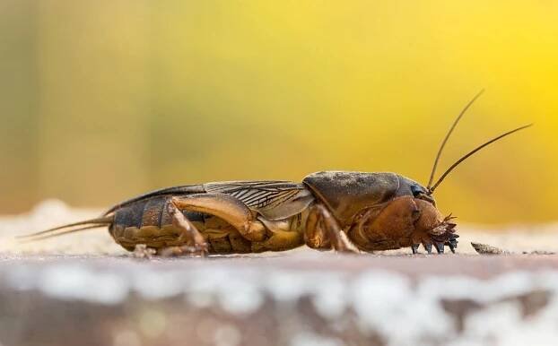 Krtonožka obecná (Gryllotalpa gryllotalpa)