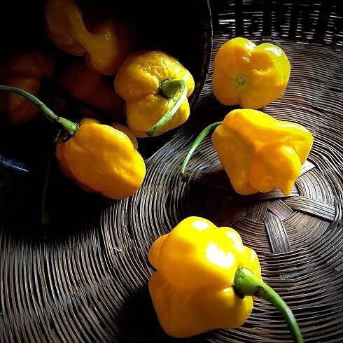Scotch Bonnet Peppers - by the pound