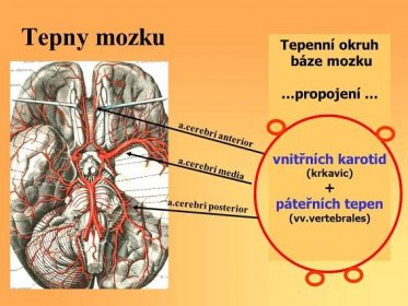 (krkavic) + páteřních tepen. (vv.vertebrales) a.cerebri anterior. a.cerebri media. a.cerebri posterior.