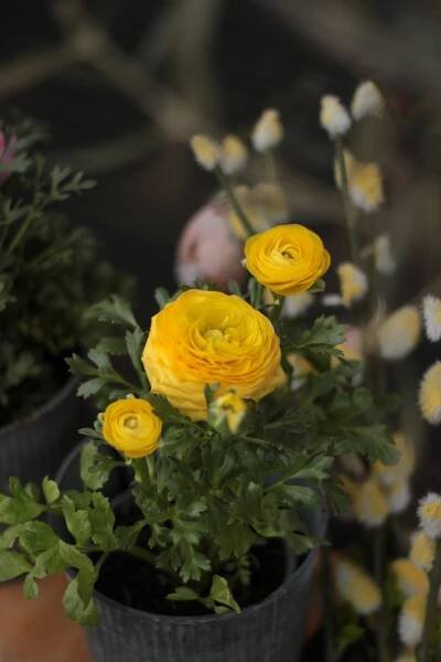 Oslávte staré zvyky: Prečo je vŕba nenápadná hviezda veľkonočných tradícií | Blog Florista | FLORISTA - Kvetinovo.sk 
