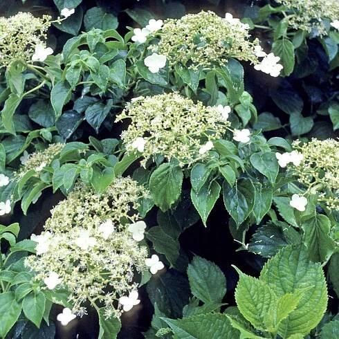 Kletterhortensie
