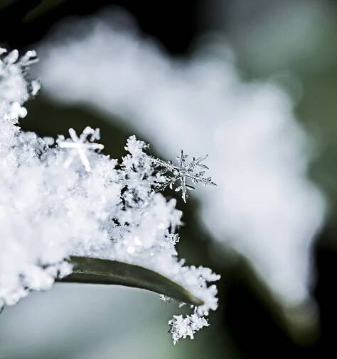Snowflakes