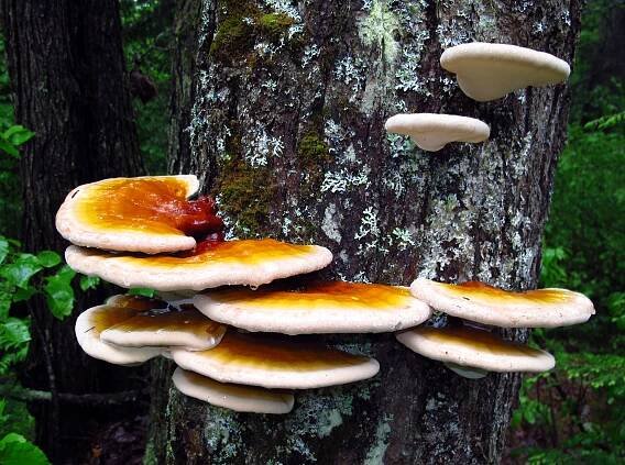 Reishi - Lingzhi (Ganoderma tsugae, Ganoderma lucidum) - Mushroom-Collecting.com