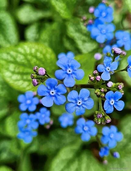 Pomněnkovec (Brunnera)
