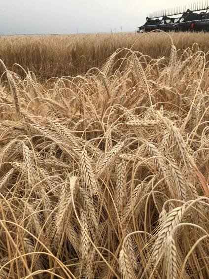 Sunray Spring Triticale