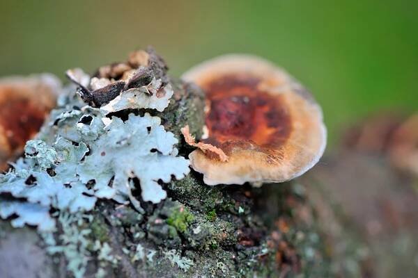 What Are Ganoderma Mushrooms?