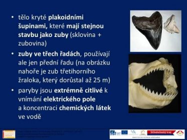zuby ve třech řadách, používají ale jen přední řadu (na obrázku nahoře je zub třetihorního žraloka, který dorůstal až 25 m) paryby jsou extrémně citlivé k vnímání elektrického pole a koncentraci chemických látek ve vodě. Učební materiál vznikl v rámci projektu INFORMACE – INSPIRACE – INOVACE, který je spolufinancován Evropským soci�álním fondem a státním rozpočtem České republiky.