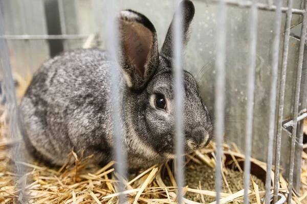 Tisíce králíků, holubů a drůbeže míří na první letošní výstavu v Lysé nad Labem