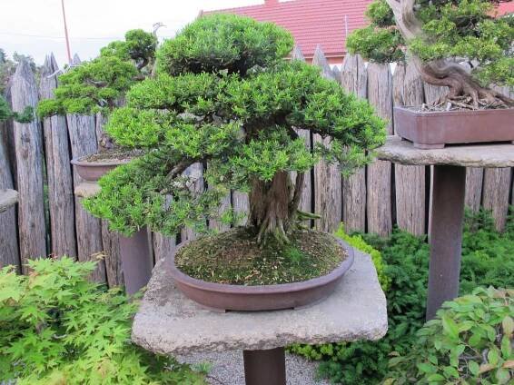 bonsai centrum isabelia  Seznam.cz