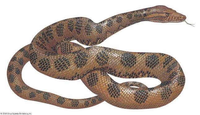 Anaconda | Size, Diet, & Facts | Britannica