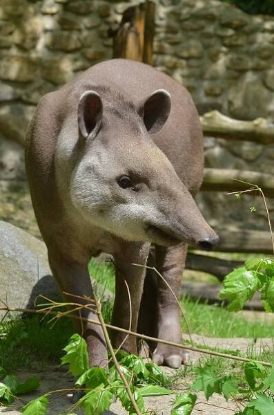 V Zoo Děčín spatříte i exotického Tapíra jihoamerického