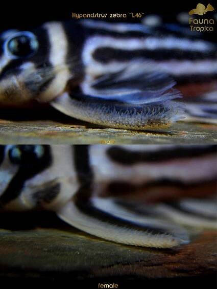 Sexing Pleco Catfish: Pleco Male or Female? (With Pictures) | Keeping Catfish