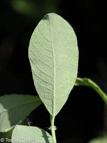 Salix aurita – vrba ušatá