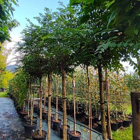 Akát ́Umbraculifera ́ - Robinia pseudoacacia - vk 220 cm Okrasné stromy - Zahradnictví Arónie