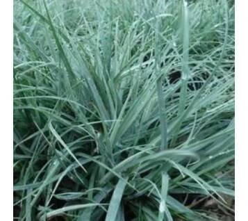 vyr 121 carex blue zinger