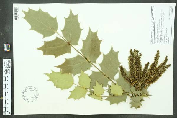 Mahonia bealei - Species Page - APA: Alabama Plant Atlas 