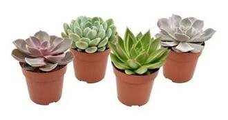 Echevérie mix květináč 8cm