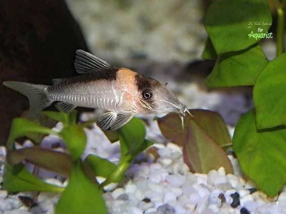 Corydoras burgessi - pancéřníčci | ForAquarist.com