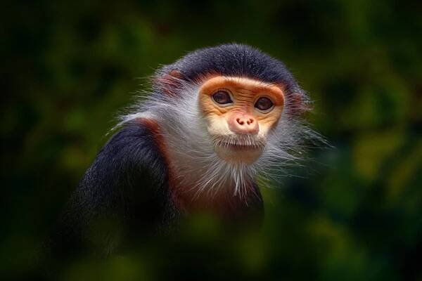 langur duk