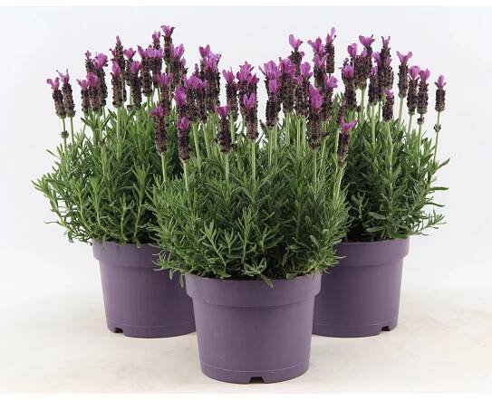 OBI Levandule "Anouk" růžová průměr květináče cca 17 cm Lavandula stoechas nakoupit u OBI