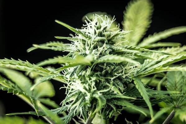 THC-P: Jaké účinky má nejsilnější látka z konopí?