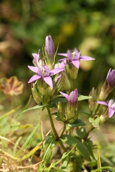 Hořeček fatranský (Gentianella fatrae)