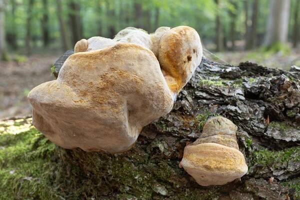 Phellinus robustus - ohňovec statný