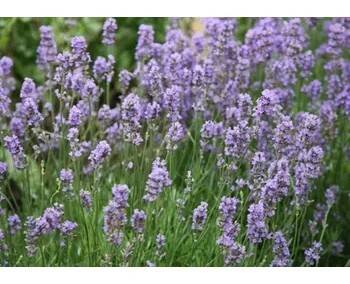 levandule-online.cz Lavandula angustifolia Munstead Strain, kontejner 14 cm- levandule lékařská