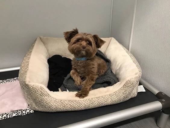Boarding Your Dog for the First Time: Tips and Recommendations