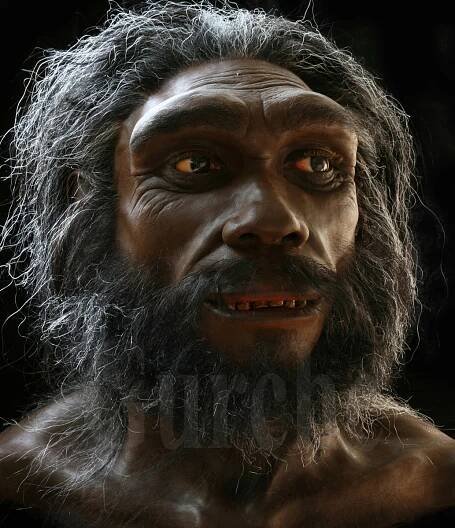 Homo heidelbergensis 