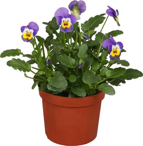 Violka rohatá mix barev průměr květináče cca 10,5 cm Viola