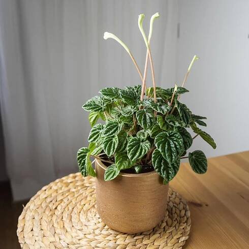 Peperomia Caperata Lilian