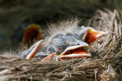 Fieldfare Babies in the Nest Turdus Pilaris Stock Image - Image of caring, chicks: 111598883